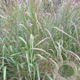 Panicum virgatum 'Warrior' GM P9