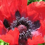 Papaver or. 'Beauty of Livermere' GM 2,0L