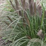 Pennisetum al. 'Black Alvernee' GM P9