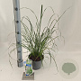 Pennisetum al. 'Hameln' 25-30 cm 2,0L