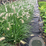 Pennisetum al. 'Hameln' 50-60 cm 7,5L