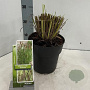 Pennisetum al. 'Redhead' 25-30 cm 3,0L