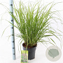 Pennisetum al. 'Redhead' 30-40 cm 6,5L