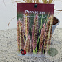 Pennisetum al. 'Redhead' 50-60 cm 2,5L