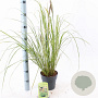 Pennisetum alopecuroides viridesc. 25-30 cm 2,0L