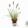 Pennisetum alopecuroides viridesc. 30-40 cm 3,0L