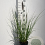 Pennisetum alopecuroides viridesc. GM 2,0L