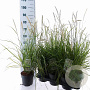 Pennisetum or. 'Fairy Tails' 25-30 cm 2,0L