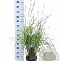 Pennisetum or. 'Fairy Tails' 30-40 cm 6,5L