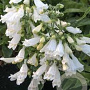 Penstemon hirsutus 'Pygmaeus Albus' GM P9