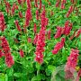 Persicaria a. 'Dark Red' GM P9
