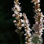 Persicaria a. 'Fat White' GM P9
