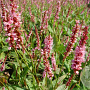 Persicaria a. 'High Society' GM P9