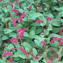Persicaria amplexicaulis pendula GM P9