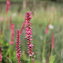 Persicaria a. 'Summer Dance' GM P9