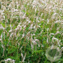 Persicaria a. 'White Eastfield' GM P9