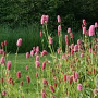 Persicaria bistorta carnea GM P9