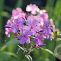 Phlox ampl. 'Augenstern' GM P9