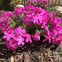 Phlox (S) 'Drummond's Pink' GM P9