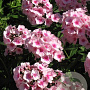 Phlox (P) 'Elizabeth Arden' GM P9