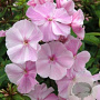 Phlox (P) 'Elizabeth Arden' GM P9