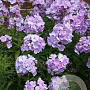 Phlox (P) 'Franz Schubert' GM P9