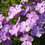 Phlox (P) 'Koningin Paola' GM P9