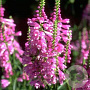 Physostegia v. 'Vivid' GM P9