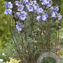 Polemonium 'Heaven Scent' GM P9