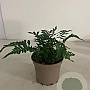 Polypodium vulgare GM 2,0L