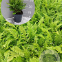 Polystichum setiferum GM 2,0L