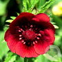 Potentilla th. 'Monarch's Velvet' GM P9