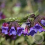 Pulmonaria 'Victorian Brooch' GM P9