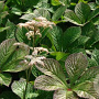 Rodgersia 'Herkules' GM P9