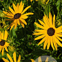 Rudbeckia f. 'City Garden' GM P9
