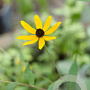 Rudbeckia triloba GM P9