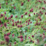 Sanguisorba o. 'Tanna' GM P9