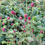 Sanguisorba o. 'Tanna' GM P9