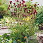 Sanguisorba 'Proud Mary' GM P9