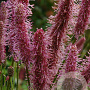 Sanguisorba 'Purple Tails' GM P9