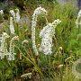 Sanguisorba ten. 'Delicatesse' GM P9