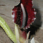 Sauromatum giganteum GM P9