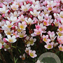 Saxifraga (A) Pixi Pan Appleblossom GM P9