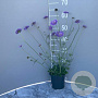 Scabiosa col. 'Butterfly Blue' GM 2,0L