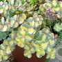 Sedum sieboldii 'Mediovariegatum' GM P9