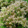 Sedum spurium 'Album' GM P9
