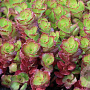 Sedum spurium 'Purple Winter' GM P9