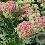 Sedum telep. 'Indian Chief' GM P9