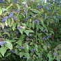 Cornus amomum 'Blue Cloud' 250-300 cm draadkluit struik