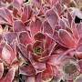 Sempervivum 'Lipari' GM P9